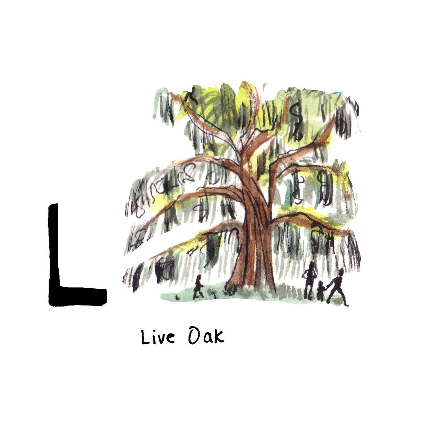 L is for Live Oak. The Angel Oak is a Southern live oak tree located on Johns Island. It is estimated to be 400-500 years old, with a shaded area that covers around 17,500 square feet. 
